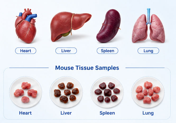 Mouse Tissue Samples