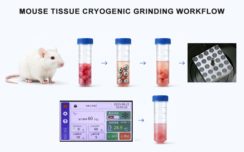 Mouse Tissue Cryogenic Grinding Workflow 